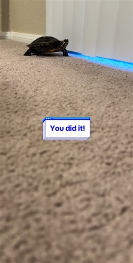 You did it! #SplashTheeTurtle #Splash #Turtle #Reptiles #TurtleTok #PetLovers #YouDidIt