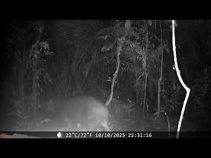 Amazonian tapirs (Tapirus terrestris) at Waterhole - Napo Moist Forests