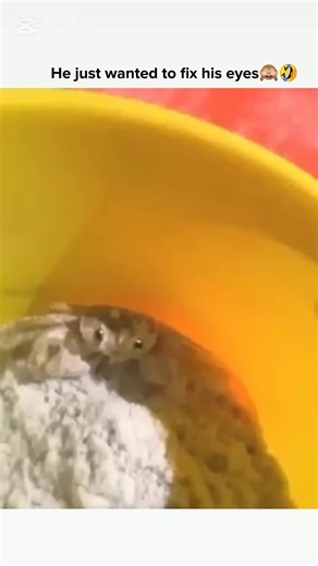 Adorable Crab Core Moments in Korean Cuisine