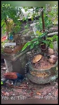 The coucal - the ultimate nightmare of venomous snakes. #wildanimals #animals #foryou