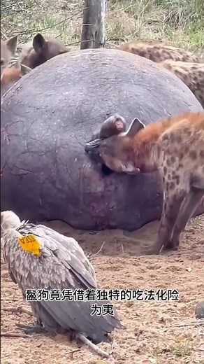 The hippo explosion was absolutely terrifying.