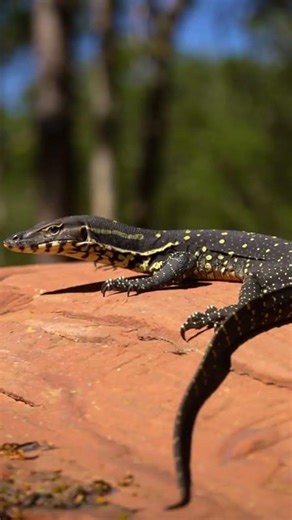 Rare Glimpses Into the Wild World of the Yellow-spotted Monitor 🔍