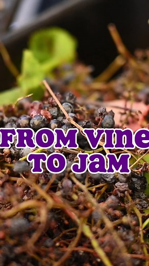 How to make grape jam. #grapes #grapevines #jam #howto #howtomake