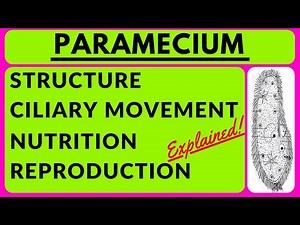 Paramecium Drawing | Ciliary Locomotion | Reproduction | Internal Structure | Nutrition | Zoology