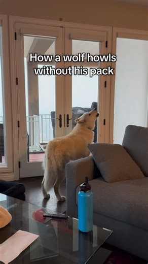 Did you know that when a wolfdog howls alone you hear that iconic wolf howl. It’s because they are calling to their pack. But… when their pack arrives it’s a celebration. Can you hear the difference? | Alex HappyWolf