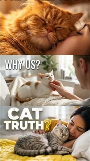 Your Cat Sleeps Near Your for THIS Reason | Cat Behavior Explained