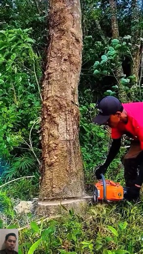 Professional Tree Cutting with a Chainsaw | Expert at Work 🌳🪚