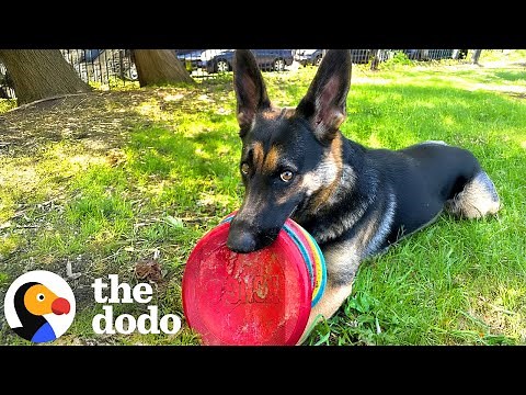 German Shepherd Carries As Many Frisbees As She Can | The Dodo