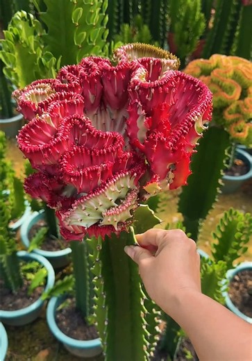 Grafting Cactus at the Farm: Step-by-Step Guide