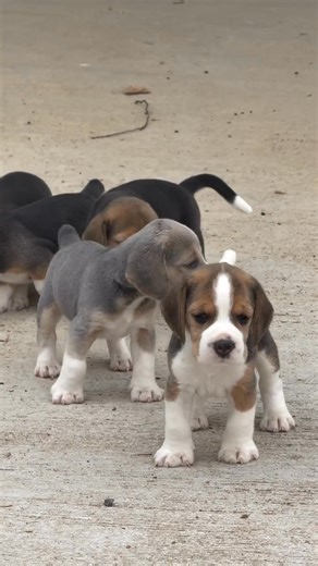 How beautiful is this video..! | Beagle Lovers
