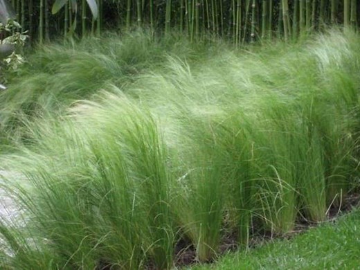 Mexican Feather Grass - Plant Guide