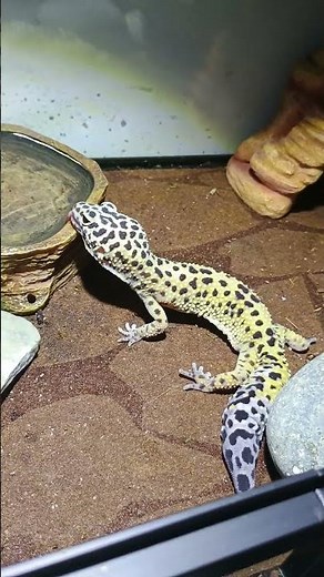 Leopard Gecko Drinking Water