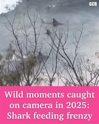 Do you remember this wild video of a shark feeding frenzy at Snapper Rocks in October? 🦈 See our list of the weirdest and wackiest moments caught on camera on the Gold Coast in 2025 👉 https://bit.ly/4sxVzhw | Gold Coast Bulletin