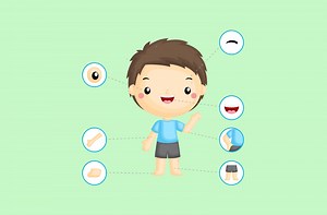 Apprendre les parties du corps humain (Jeu maternelle et CP)