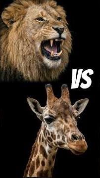 Lion VS Giraffe - Who will win? | By Curious Compass #shorts #nature #factsinhindi