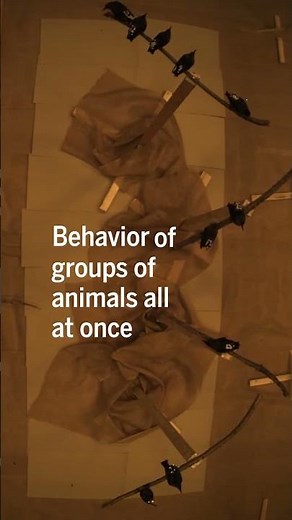 This SMART BARN helps scientists study animal movement #science #animalbehavior