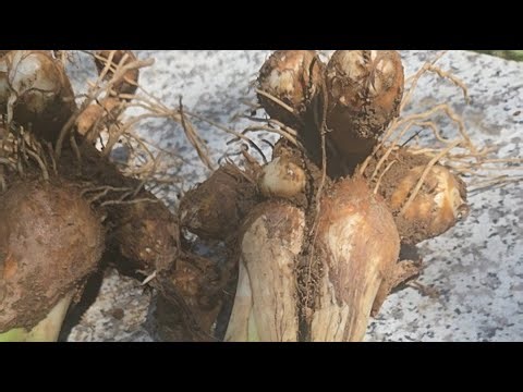 Eddoe Harvest.Coco Yam organic gardening growing natural food