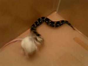 ホモと学ぶネズミvsパフアダー.snake