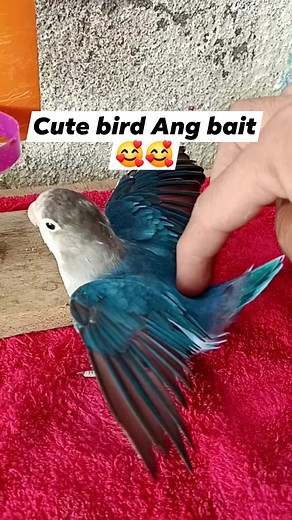 Cute bird Ang bait🥰🥰 #jbirdtv #birdshow #show #jayz #ricks #lovebird #birdtricks #birdt #bird #parot | J BIRD TV
