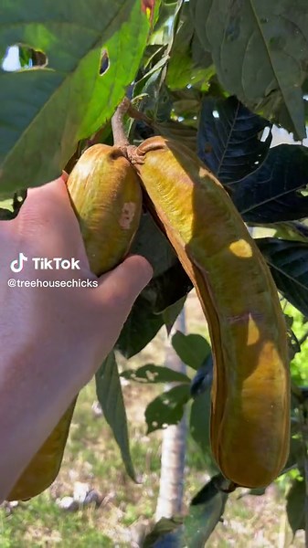 Vanilla Ice Cream Bean Fruit Opening Experience