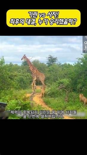 기린 vs 사자! 최후의 대결, 누가 승리했을까?
