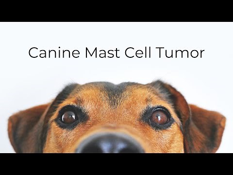 Canine Mast Cell Tumor Explained: What Every Dog Owner Needs to Know