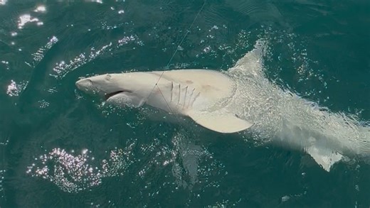 'That's an albino shark!': Florida anglers stunned by sight of pure white shark