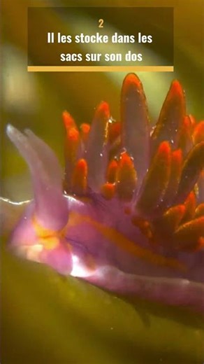 Un animal capable de photosynthèse #atlantique #nature #cotentin #wildlife