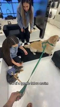 Dachshund vs Golden Retriever: o que acontece quando eles passeiam juntos?