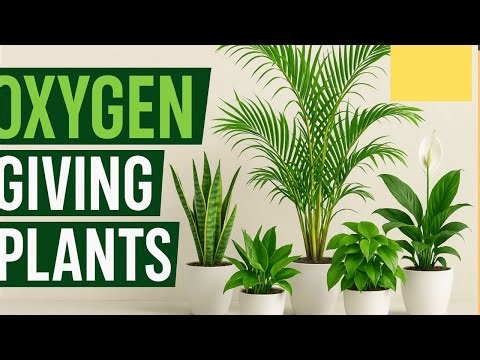 oxygen Plants | indoor plants | outdoor plants | top 10 oxygen giving plants