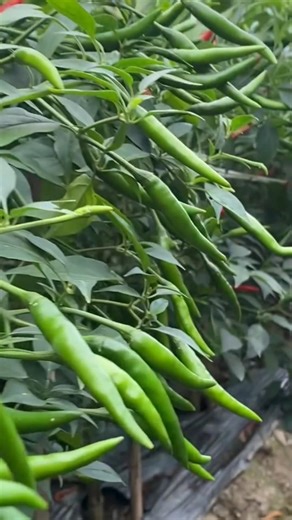 Gardening Tips for Chilly Farming 🌶🌶🌶 #gardening #agriculture #farmer #farming #chilly