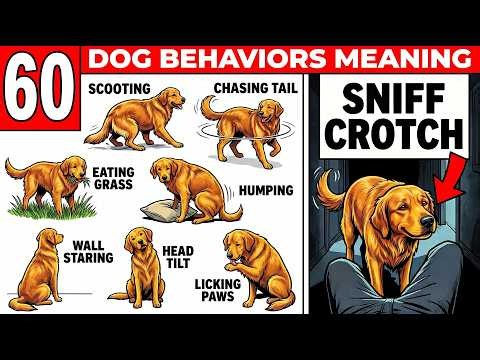 60 Strange Dog Behaviors Finally Explained
