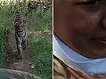 Terrifying moment tiger chases tourists in open top safari bus