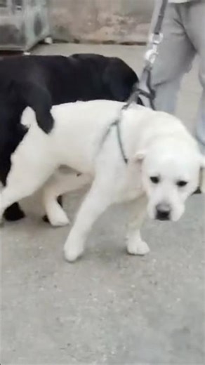 Labrador Dog Mating Process | Dog Breeding Information | Pet Care Guide #DogLovers #DogLife #petlife
