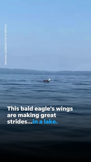 Bald Eagle Swimming in Lake