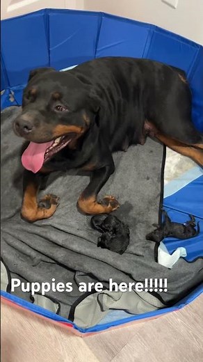 Rottweiler gives birth!!! #puppies #birth #whelping