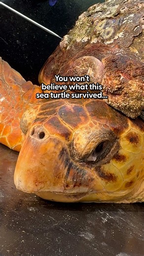 She went from barely holding on to swimming home again 💙 We spoke to Bette from @The Turtle Hospital, a nonprofit saving endangered sea turtles, about the shock of seeing Molly arrive with a 10lb tumor — and the unforgettable moment she swam free again.