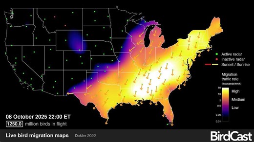 Record-breaking 1 billion birds spotted flying over US. How to track migrating birds
