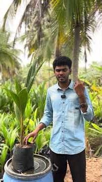 How to select good coconut tree for farm