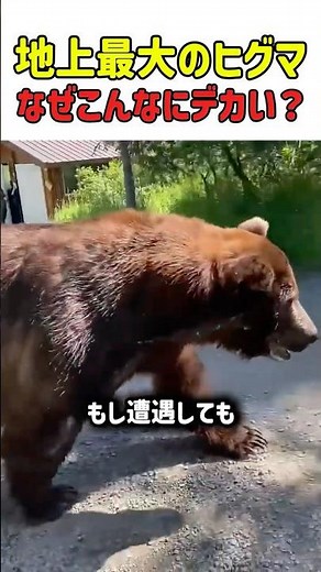 【怪物】立ち上がれば3メートル！バスケのゴールに手が届く、世界最大の巨躯「コディアックヒグマ」 #コディアックヒグマ #巨大生物 #アラスカ #熊 #クマ #野生動物 #衝撃映像 #shorts