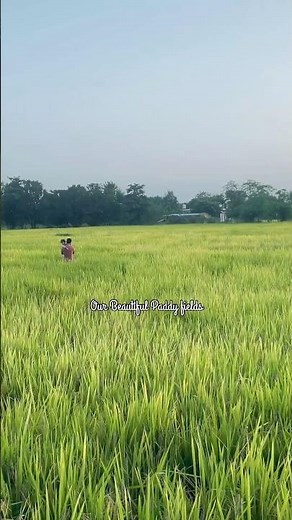 “Golden Fields of India | Paddy Harvesting Process 🌾”