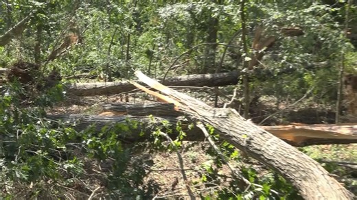 EF-1 tornado touches down in Chapin, toppling trees and damaging roads