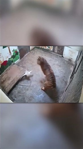 Goose Stands Up to a Tiger — Unbelievable