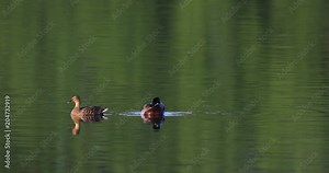 Pair of Mallard Duck birds on pond water surface in spring nesting period