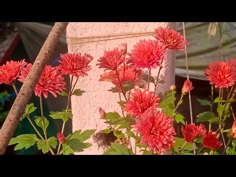 R B kitchen vlog is live! HI Friends Please Come My Channel 🥰🙏👍#livestream #love