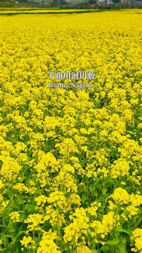 【長野県飯山市】小沼の菜の花畑｜北竜湖