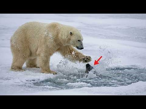 Polar Bear Hunts Seal – Ambush at the Arctic Breathing Hole