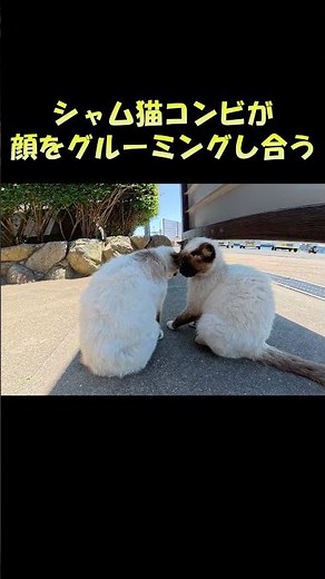 シャム猫コンビが顔をグルーミングし合う #猫 #ねこ #cat