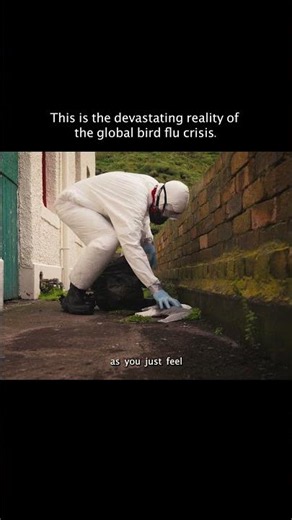 The Brutal toll of the Bird Flu 💔 How Heroes try to save the Entire Colony