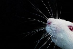 ‘Glow-in-the-dark mice brings next-gen gene therapies closer’